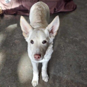 I'm all Ears
