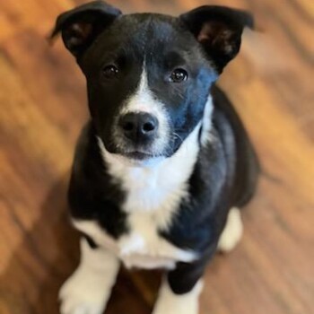 The Cutest Gentleman