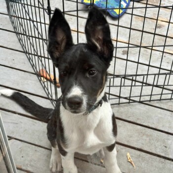 Those Ears tho LOL