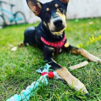 Those Ears lol