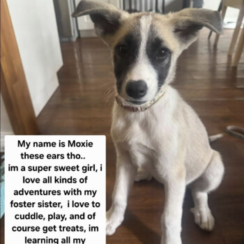 What a SWEET face