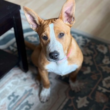 Look at those ears lol