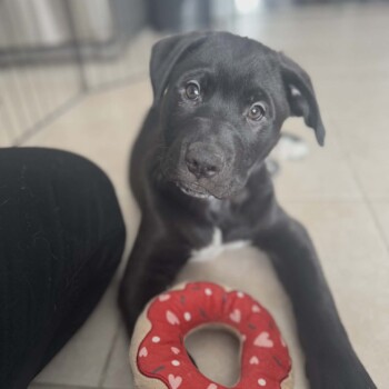 Such An Innocent Face