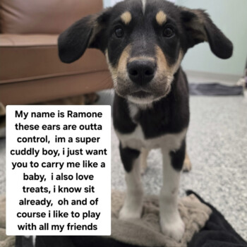 Those ears are something else