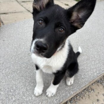 ha ha those big ears